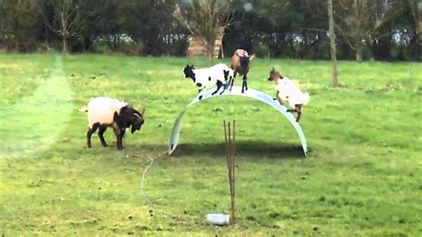 goats on a metal sheet|Goats amuse themselves by playing with metal sheet.